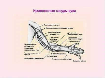 Артерия правой руки