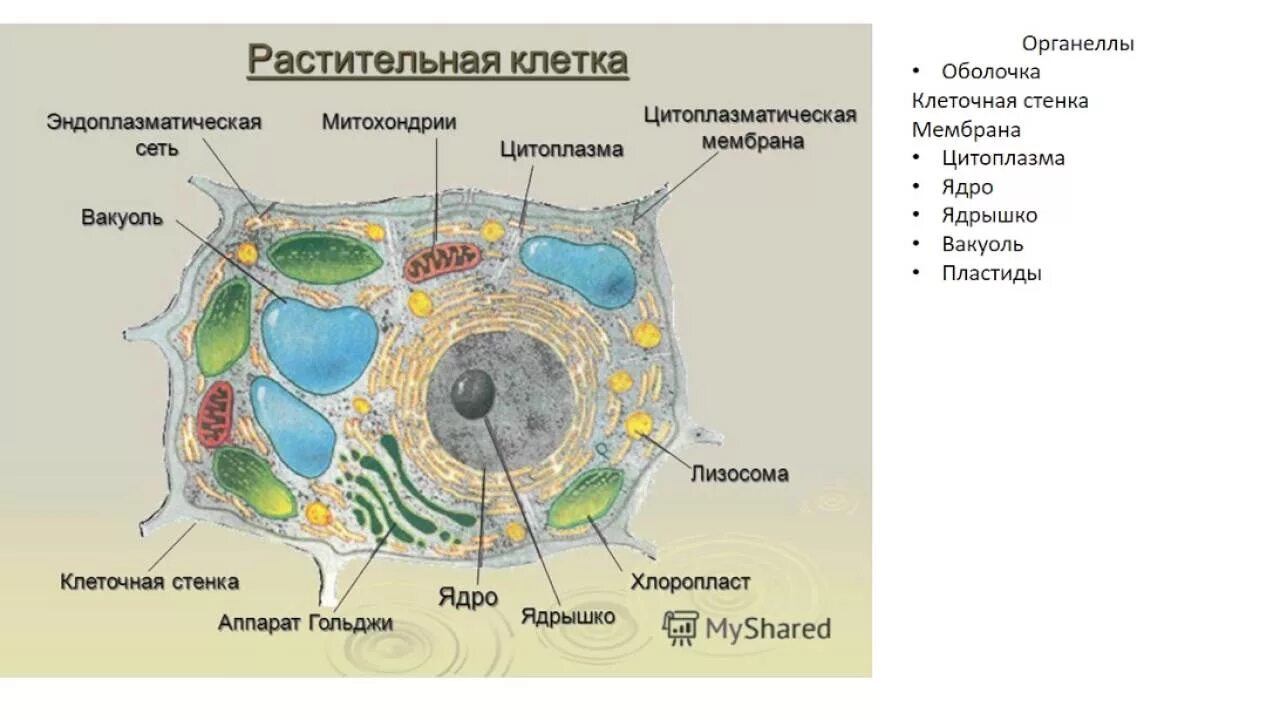 Растительная клетка происхождение. Структура раст клетки. Строение раст клетки. Растительная клетка. Строение растительной клетки.