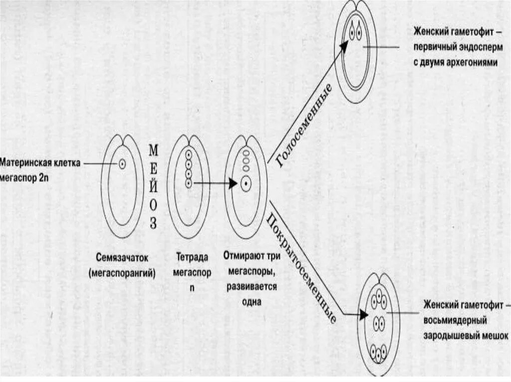 Макроспора образуется в результате. Материнская клетка мегаспоры. Материнская клетка и 4 мкгачпоры. Образование мегаспор. Мегаспора образуется из.