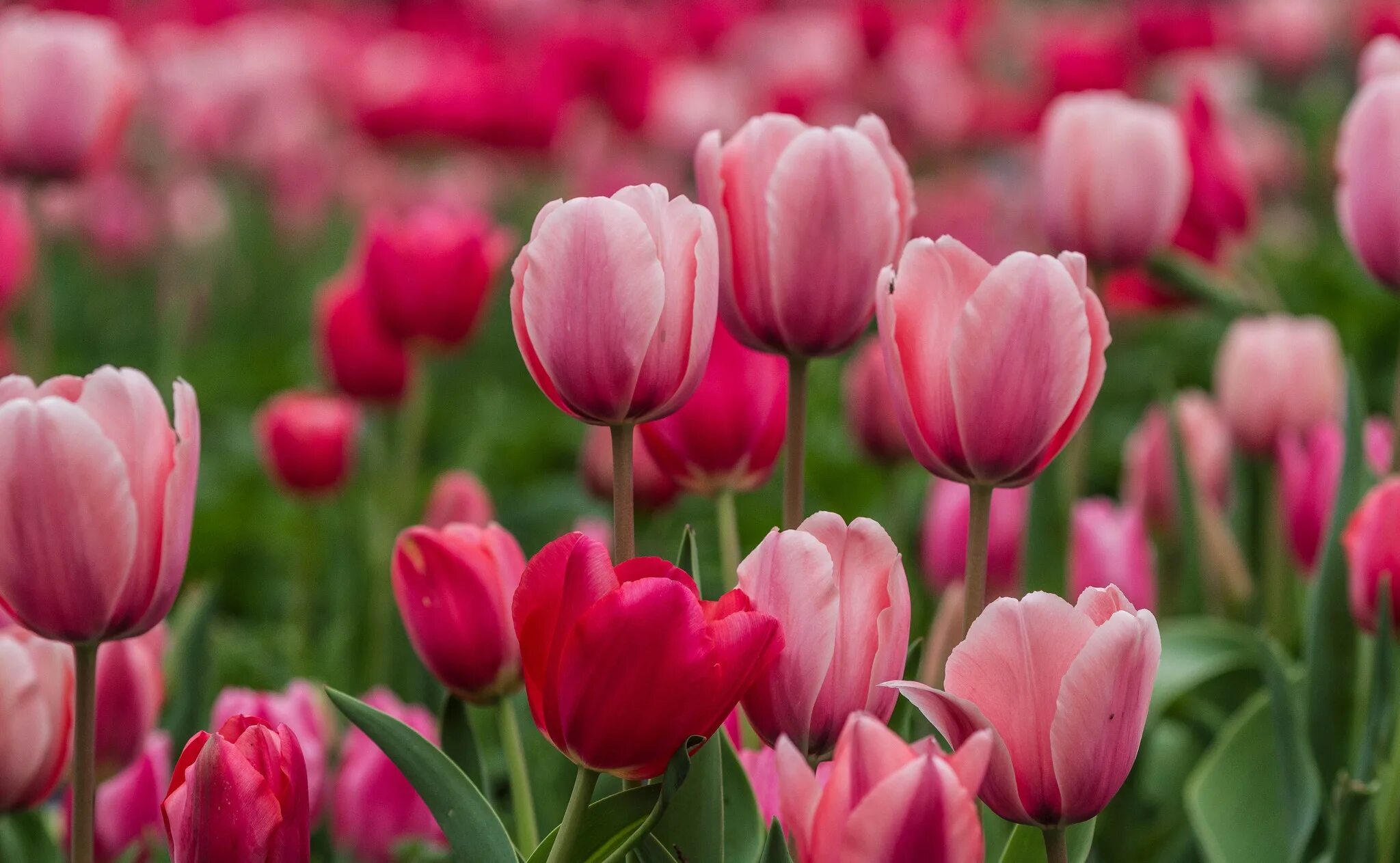 Тюльпан Пинк Роуз. Тюльпан ап Пинк. Тюльпан Sweet Rosy. Тюльпан Vesna.