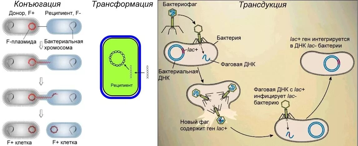 Генетические рекомбинации трансформация трансдукция конъюгация. Генетическая рекомбинация у бактерий схема. Типы рекомбинации у бактерий. Трансформация конъюгация трансдукция схема. Пересадка генов днк бактерий