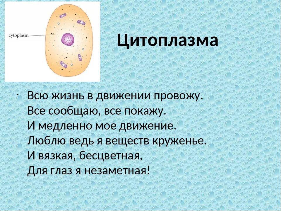 Биологическая функция цитоплазмы