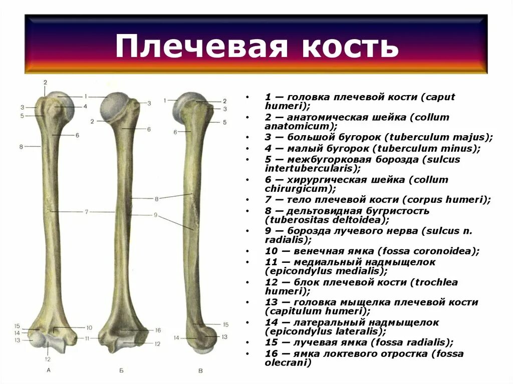 Кости плеча сколько костей