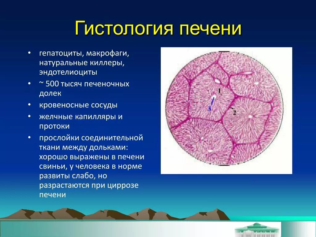 Какие клетки в печени. Гепатоциты строение гистология. Гепатоцит строение гистология печени. Гепатоцит строение гистология. Гепатоциты гистология препарат.