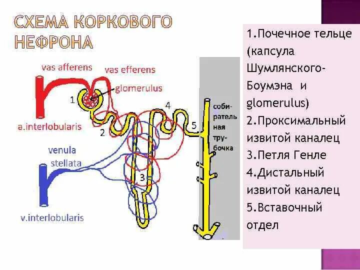 Петля извитого канальца нефрона. Петля Генле извитой каналец. Петля Генле канальцы почек. Отделы нефрона петля Генле\. Петля Генле нефрона.