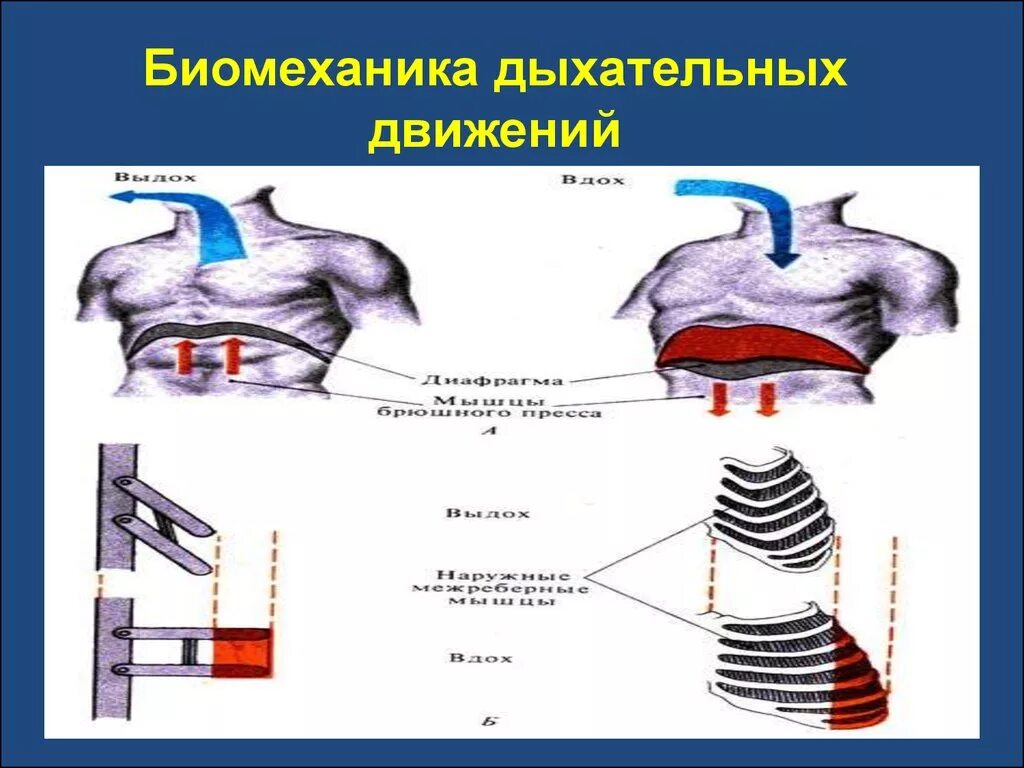 Центр произвольных дыхательных движений. Биомеханика внешнего дыхания физиология. Биомеханизм вдоха и выдоха физиология. Биомеханика дыхательных движений физиология. Биомеханика актов вдоха и выдоха физиология.