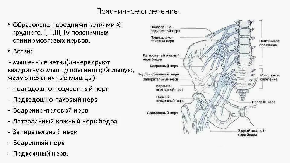 Поясничное сплетение схема иннервации. Нервы поясничного сплетения схема. Поясничное сплетение спинномозговых нервов. Бедренно-половой нерв анатомия.