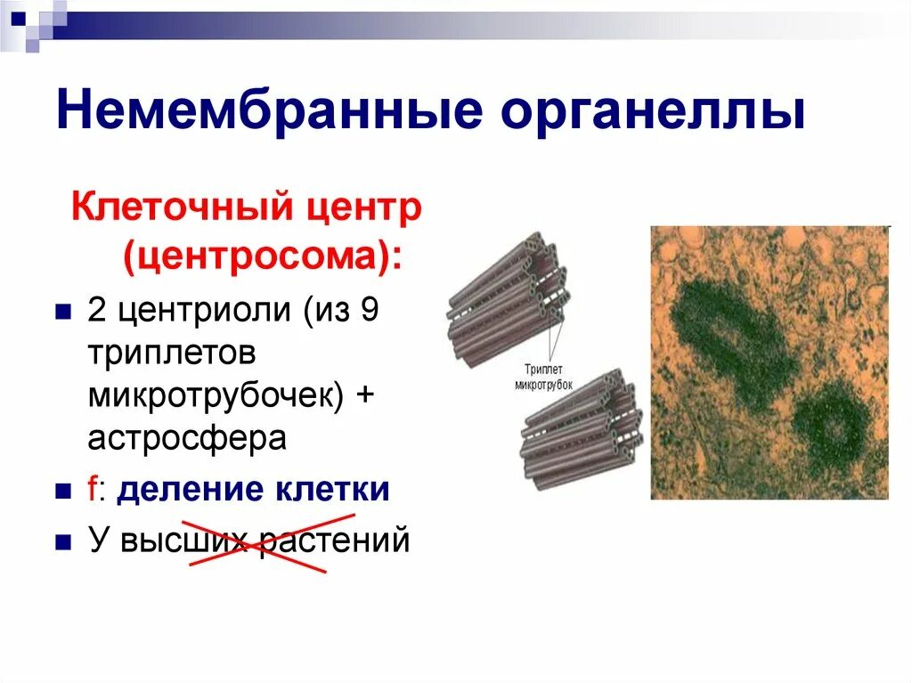 Клеточный центр признаки. Мембранные и немембранные органоиды клетки центриоли. Клеточные органоиды центриоли. Клеточные органоиды клеточный центр. Клеточный центр строение и функции таблица.