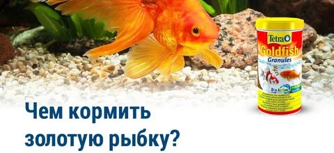 Кормление золотых рыбок