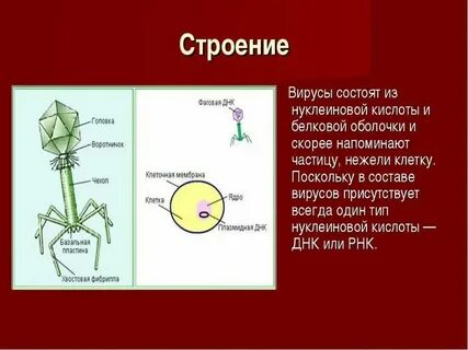 Вирусы состоят из целлюлозной оболочки