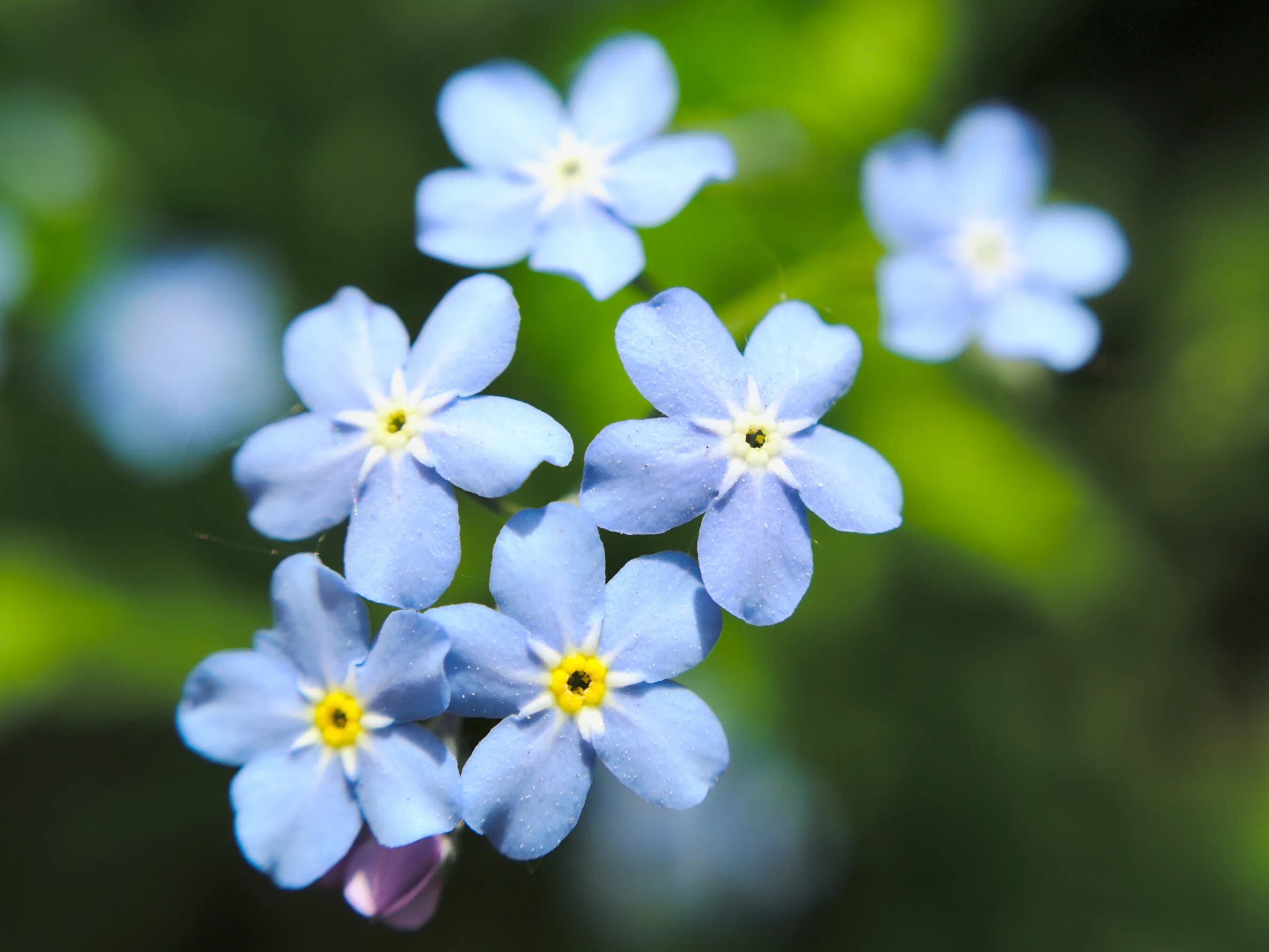 Tiny flower. Цветы маленькие белые с голубыми круглешками. small flowers. синий тини. small.