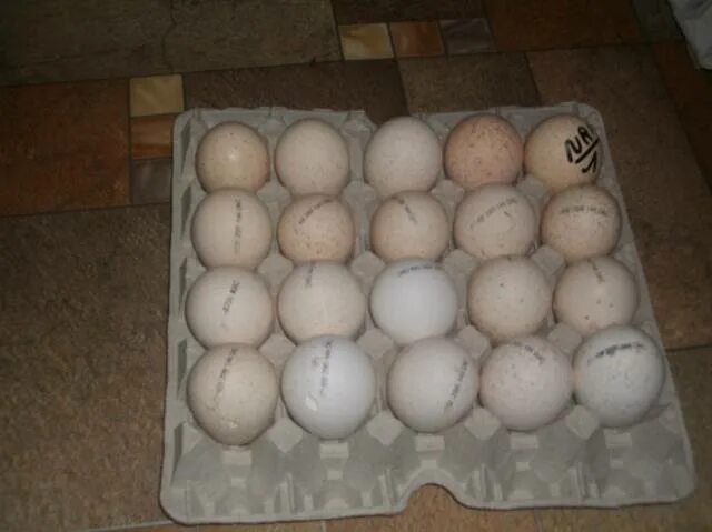 Куплю биг 6 яиц. Инкубационное яйцо белой цесарки. Инкубация яиц цесарки. Инкубационное яйцо Волжской белой цесарки. Инкубационное яйцо цесарки Волжская.