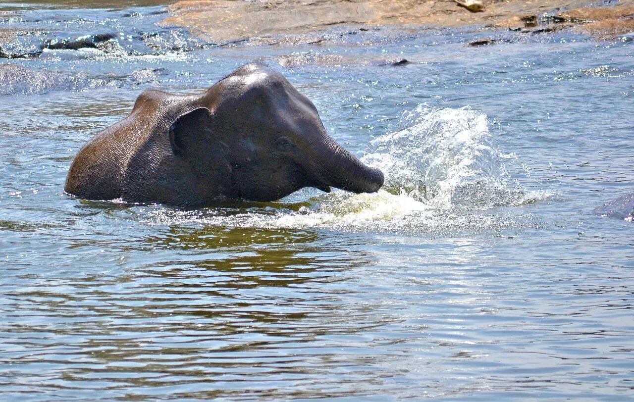 Elephant river. Слоник на море. Слоненок купается в море. Слон река. Слон в воде.