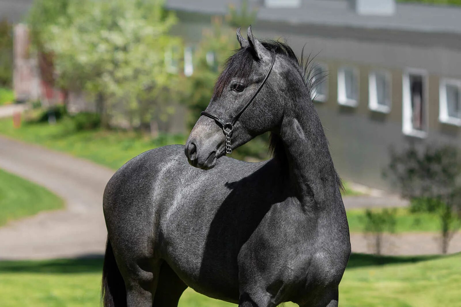 много лошадей. жеребец 4. беарнский мерин. жеребец 4. жеребец 4.