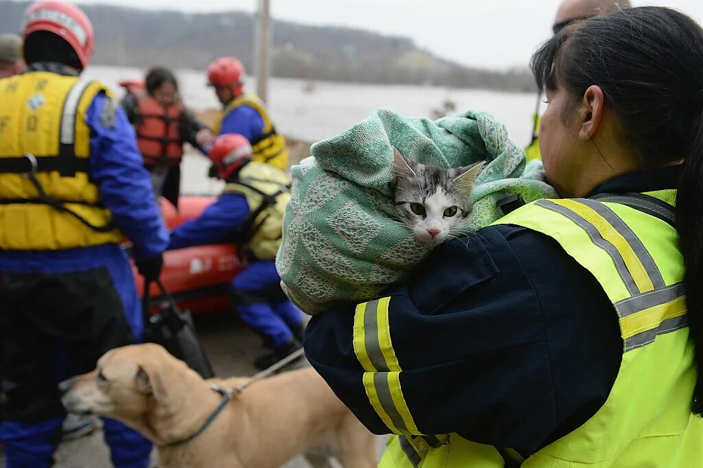 Помощь животным. Спасти котика. Медицинская помощь животным.