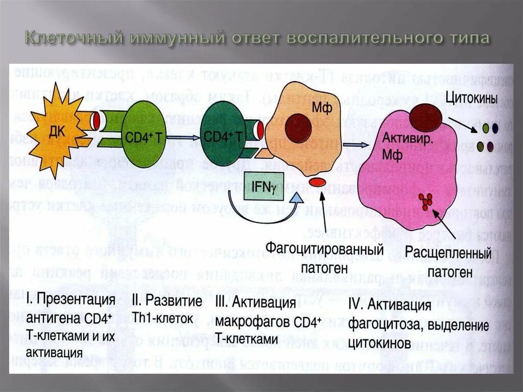 Антиген лейкоцит гамета условный раздражитель воспаление