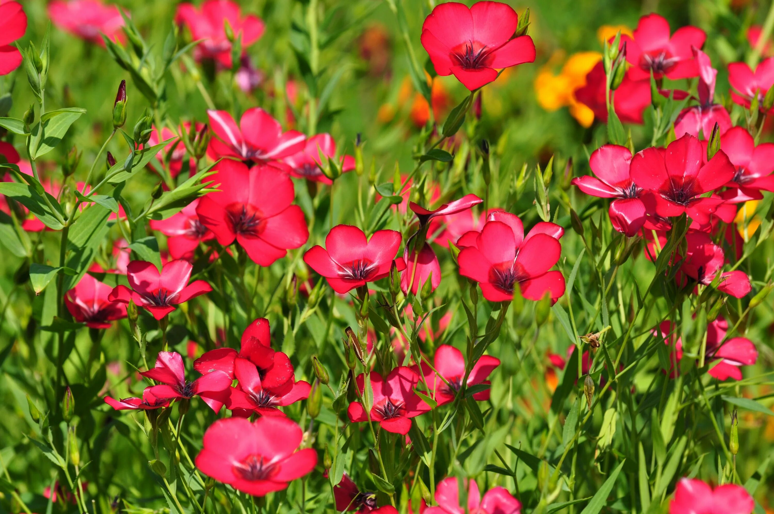 Лен крупноцветковый рубрум. Лён крупноцветковый (Linum grandiflorum). Лён кpyпноцвеmковый (Linum grandiflоrum). Лен крупноцветковый красный.