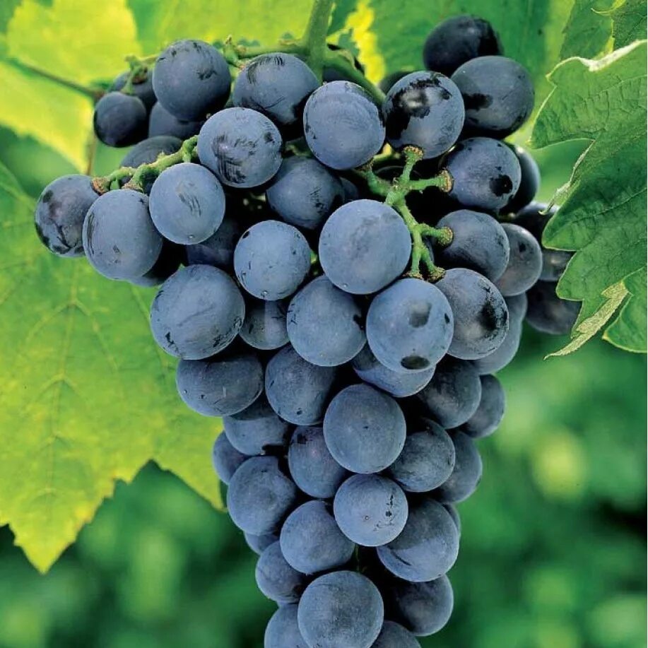Виноград сорт 1. Виноград амурский vitis amurensis. виноград амурский (vitis amurensis rupr.). виноград один амурский прорыв. виноград конкорд.