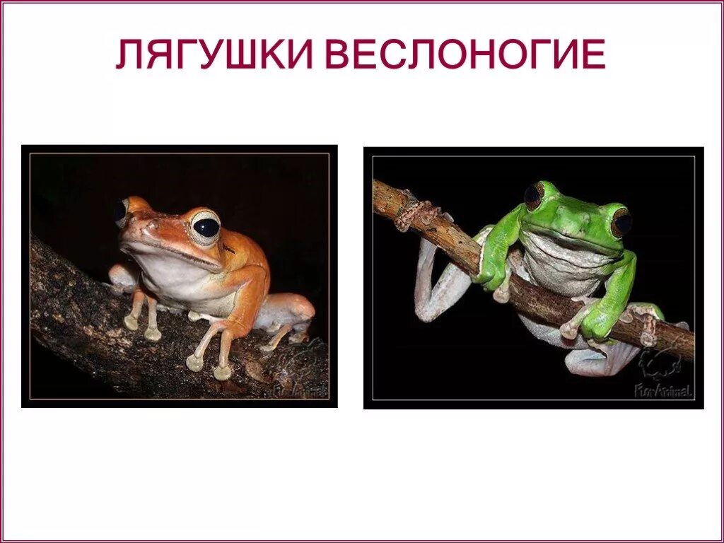 Тип питания лягушки. Веслоногие лягушки. лягушка веслоног. веслоногие лягушки фото. сообщение о веслоногих лягушках.