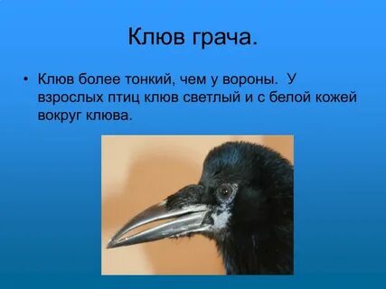 Загадки про ворон