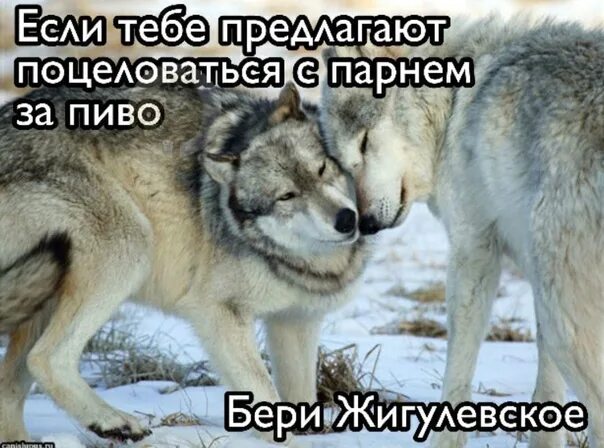 Пацанские цитаты смешные. Волк мем. Пацанские цитаты смешные. Пацанские цитаты. Цитаты для пацанов.