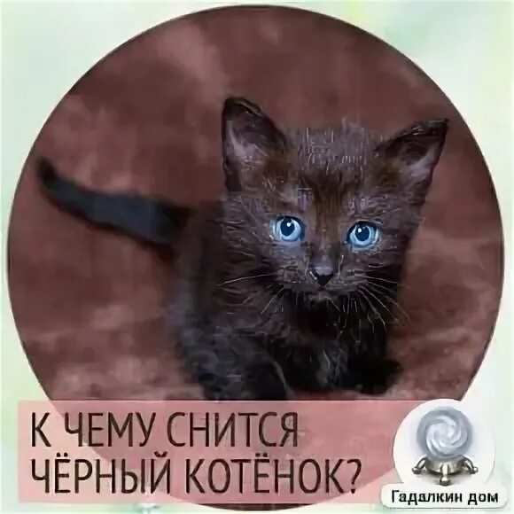 Черные котята во сне к чему снятся. К чему снится черный котенок. Приснился черный котенок. Сонник котенок маленький черный. Сонник черный котенок.