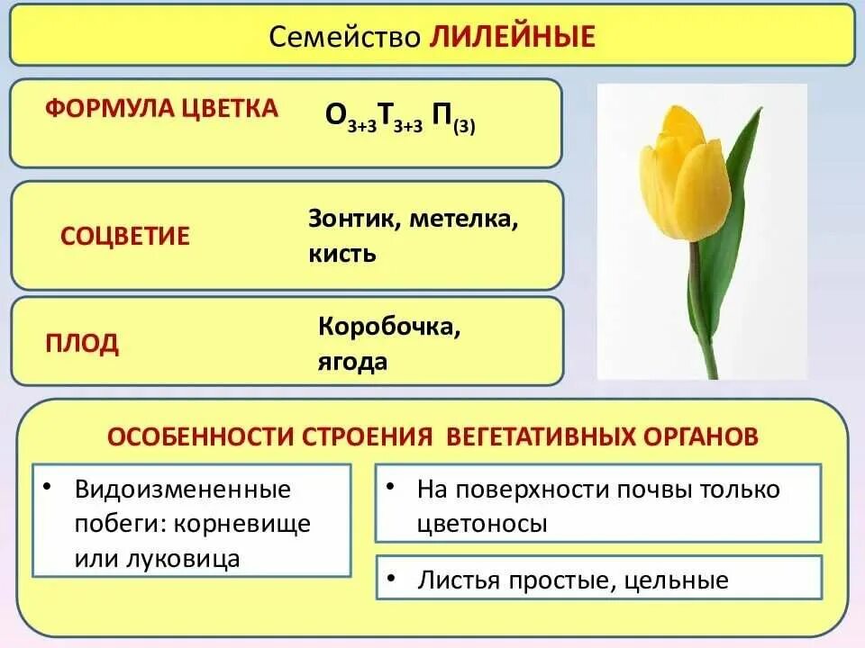 Какой тип питания характерен для тюльпана. Семейства цветковых растений формула цветка. Формула цветка семейства Лилейные таблица. Семейство Лилейные строение тюльпана. Формула однодольных растений семейства лилейных.