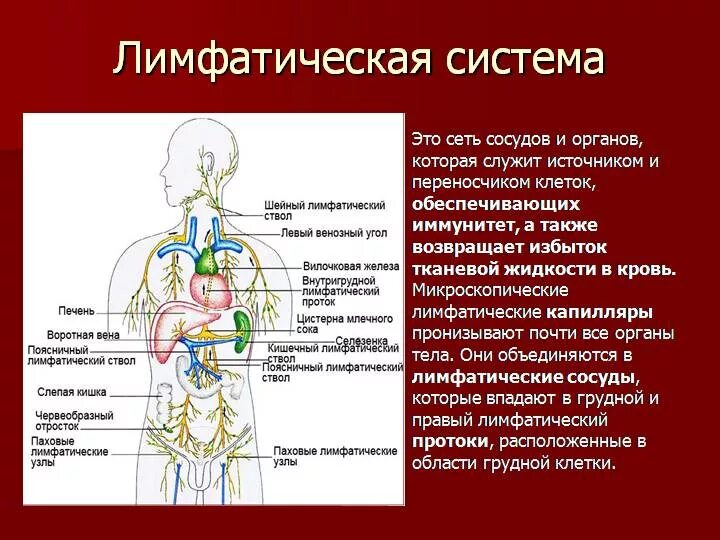 Лимфатические сосуды клетки. Лимфатическая система сосуды органы. Лимфатические капилляры, сосуды, узлы, протоки. Анатомия тела человека лимфатическая система. Лимфатические сосуды в организме.