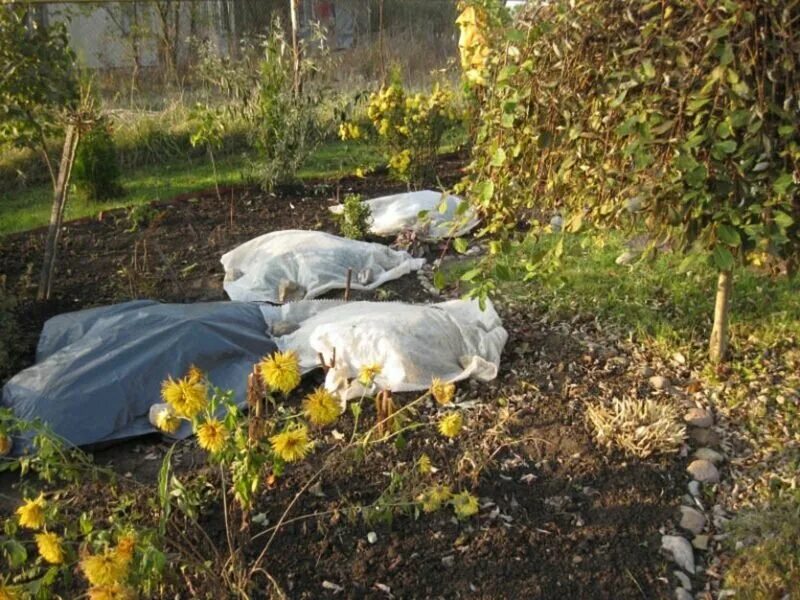 Нужно ли укрывать молодую гортензию на зиму. Укрытие крупнолистной гортензии. укрыть гортензии метельчатые. укрытие гортензии крупнолистной на зиму. укрытие крупнолистной гортензии на зиму в подмосковье.
