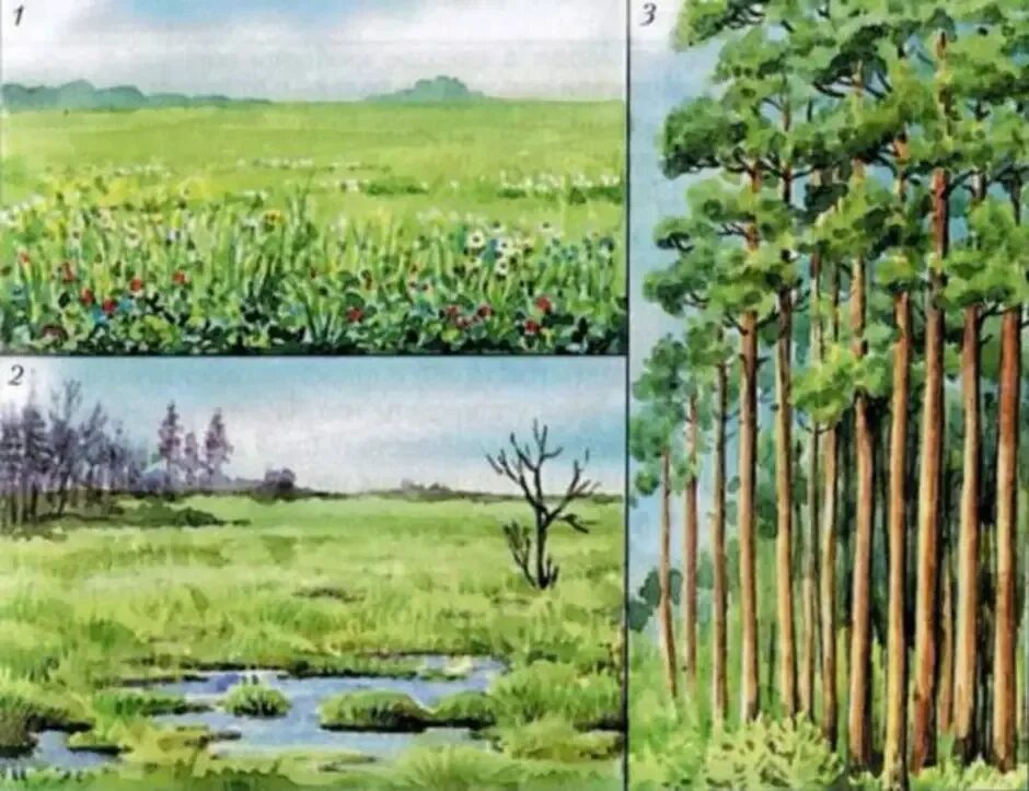 Рисунок природного сообщества 5 класс. Природное сообщество рисунок. Рисунки на тему растительное сообщество. Изображение природных сообществ. Растительные сообщества леса.
