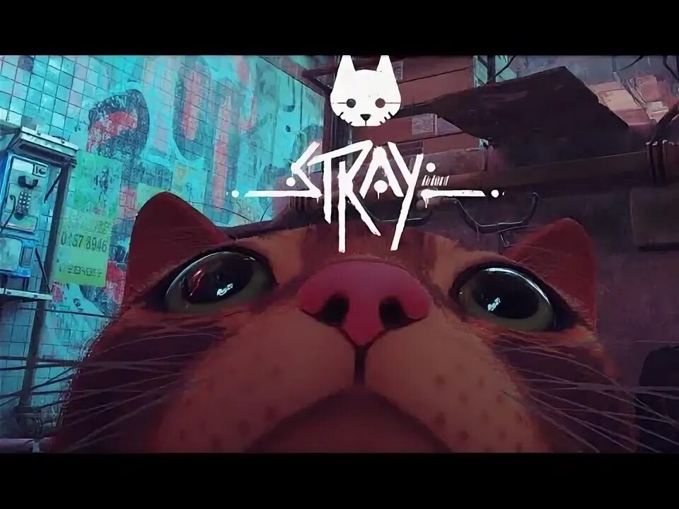 Stray кот. Stray игра. Stray стрим. Stray игра 2022. Stray игра art.