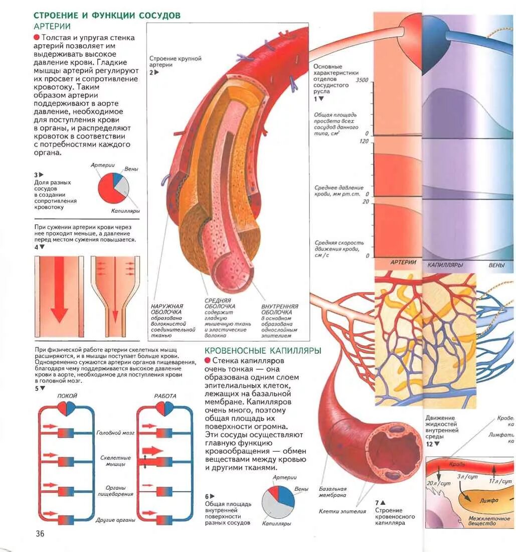 Строение вен и артерий ЕГЭ. Строение и функции сосудов. Строение кровеносных сосудов. Строение артерий вен и капилляров. Артерии вены капилляры слои