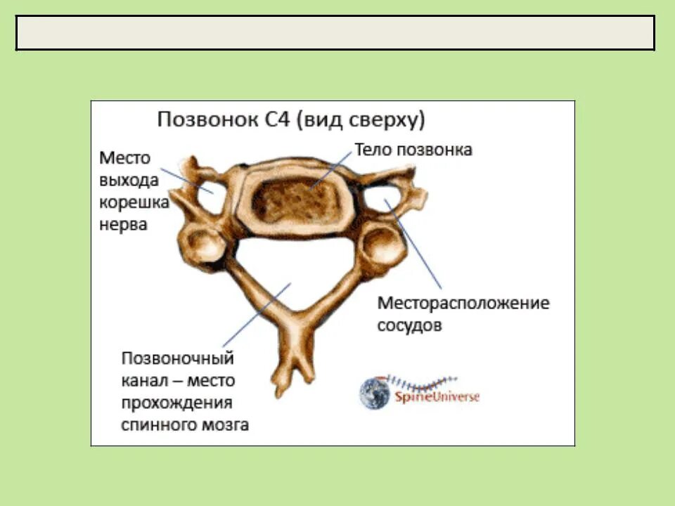 Типичный шейный позвонок. Строение типичного позвонка. Строение типичного позвонка животных. Строение типичного шейного позвонка. Характерные признаки шейного позвонка