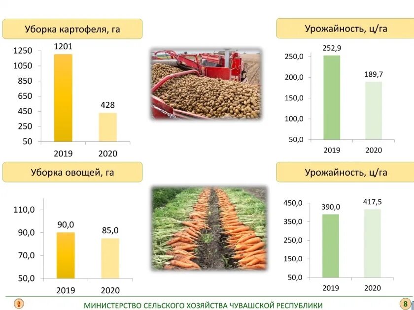 Сельское хозяйство Чувашии. Валовый сбор картофеля 2020 год. Картофелеводство в Чувашии. Продукция сельского хозяйства в Чувашии 2020 год.