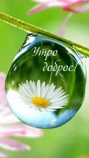 Мир доброе утро картинки с надписями