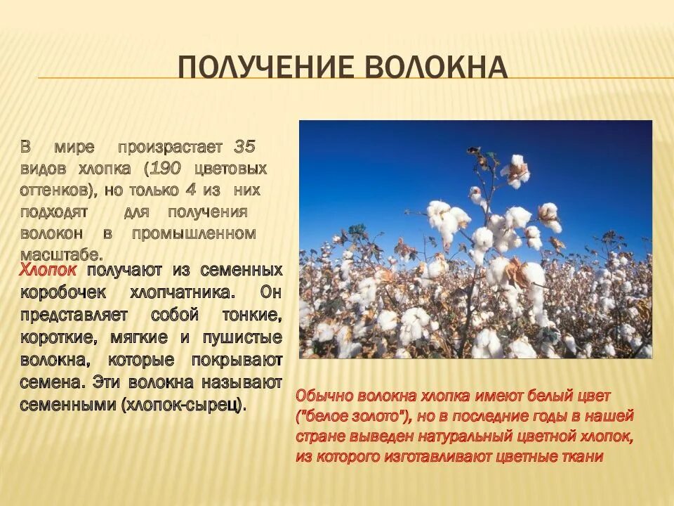 Хлопок разбор. Презентация на тему хлопок. Хлопчатник презентация. Хлопки для презентации. Хлопок краткое описание.