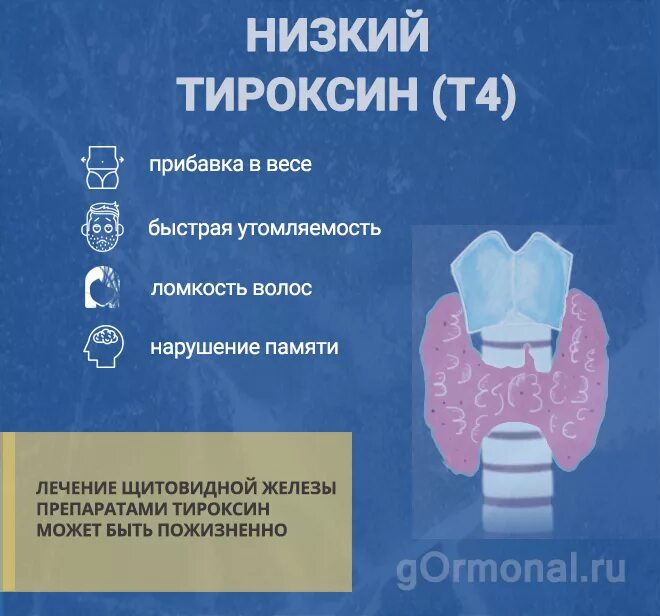 Передозировка л тироксина. Т4 понижен у женщин. Т 4 свобод гормон снижен симптомы. Т4 понижен симптомы. Пониженный тироксин.