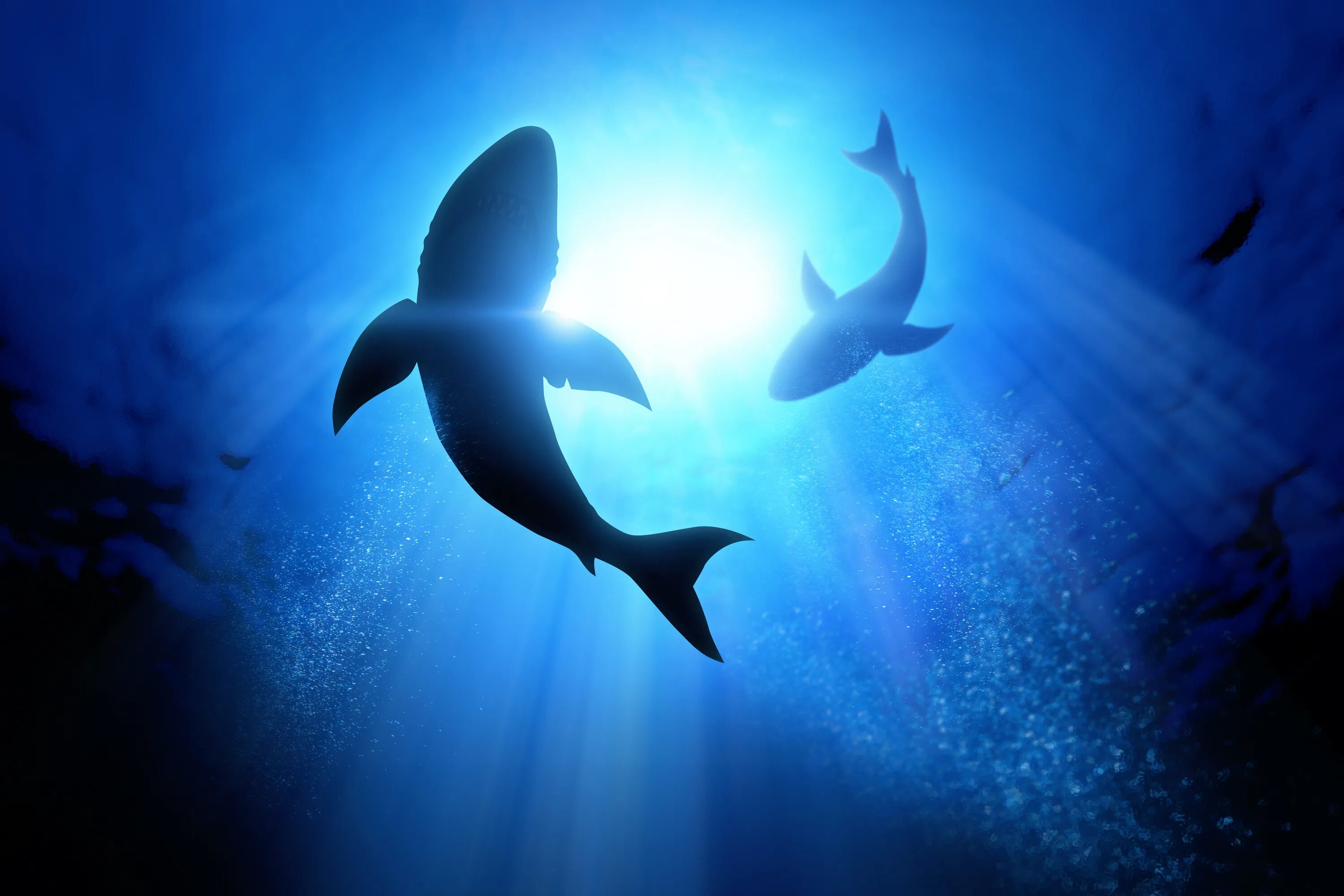 Акулы боятся пузырьков воздуха. Силуэт акулы в воде. Акула силуэт. Подводный мир океана акулы. Атлантическая акула.