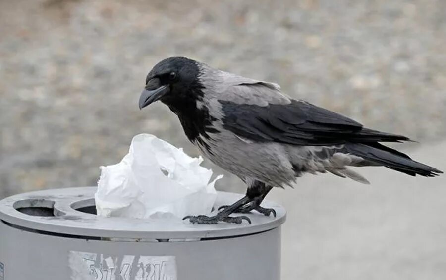 Ворона с ножом. Ворона залетела. Crow training. Дети ворона. Как дрессировать ворона.