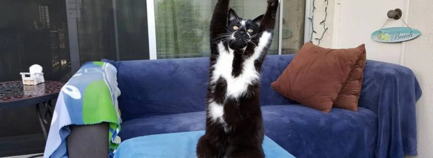 Лапки вверх. Кот лапы вверх. котик с поднятыми лапками. кот на руках. кошачьи лапки потягушки.