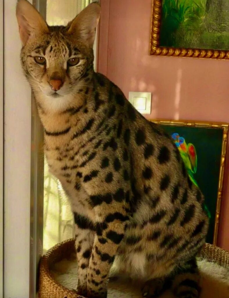 Кот ашера. Мейн кун ашера. саванна ашера. саванна ашера кошка. королевская ашера.