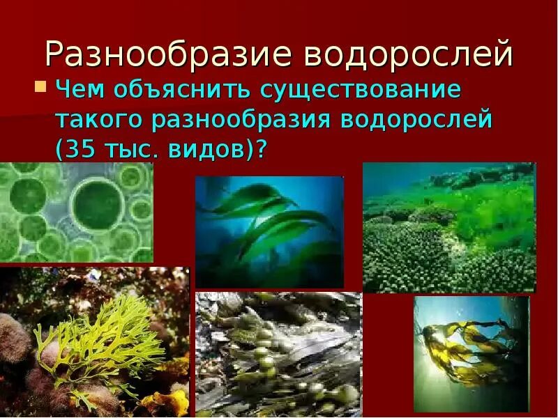 Разнообразие водорослей. Водоросли многообразие водорослей. Водоросли их многообразие в природе. Изучение разнообразия водорослей.