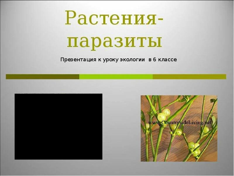 Признаки растений паразитов. Растения паразиты презентация. Растения паразиты 6 класс. Слайды растения паразиты.