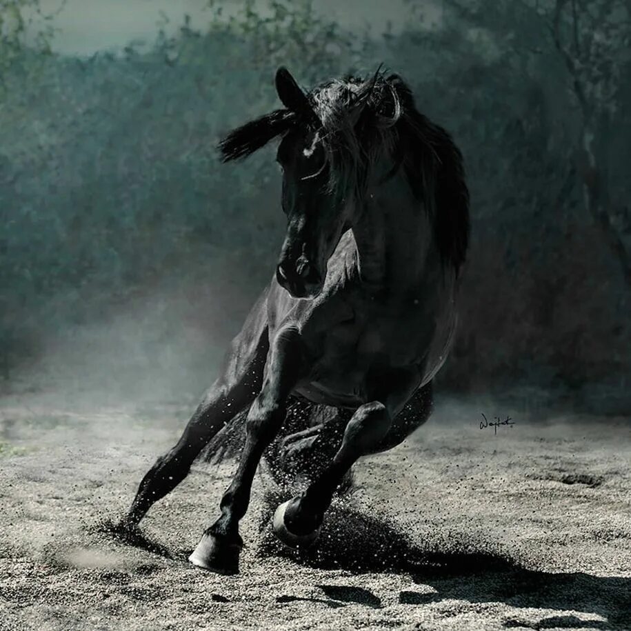 Про черного коня. Войтек Квятковский фото лошадей. Войтек Квятовски лошади. Фризская лошадь гнедая. Дикая Вороная лошадь.