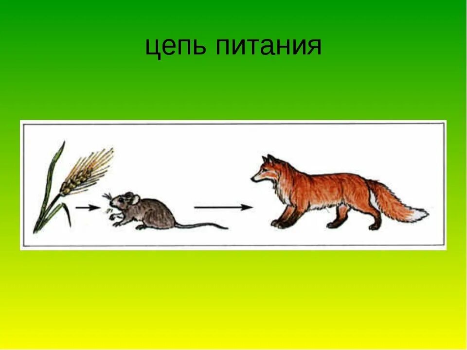 Цепи питания россии. Цепи питания. Цепочка питания. Цепи питания животных. Цепочка питания животных.