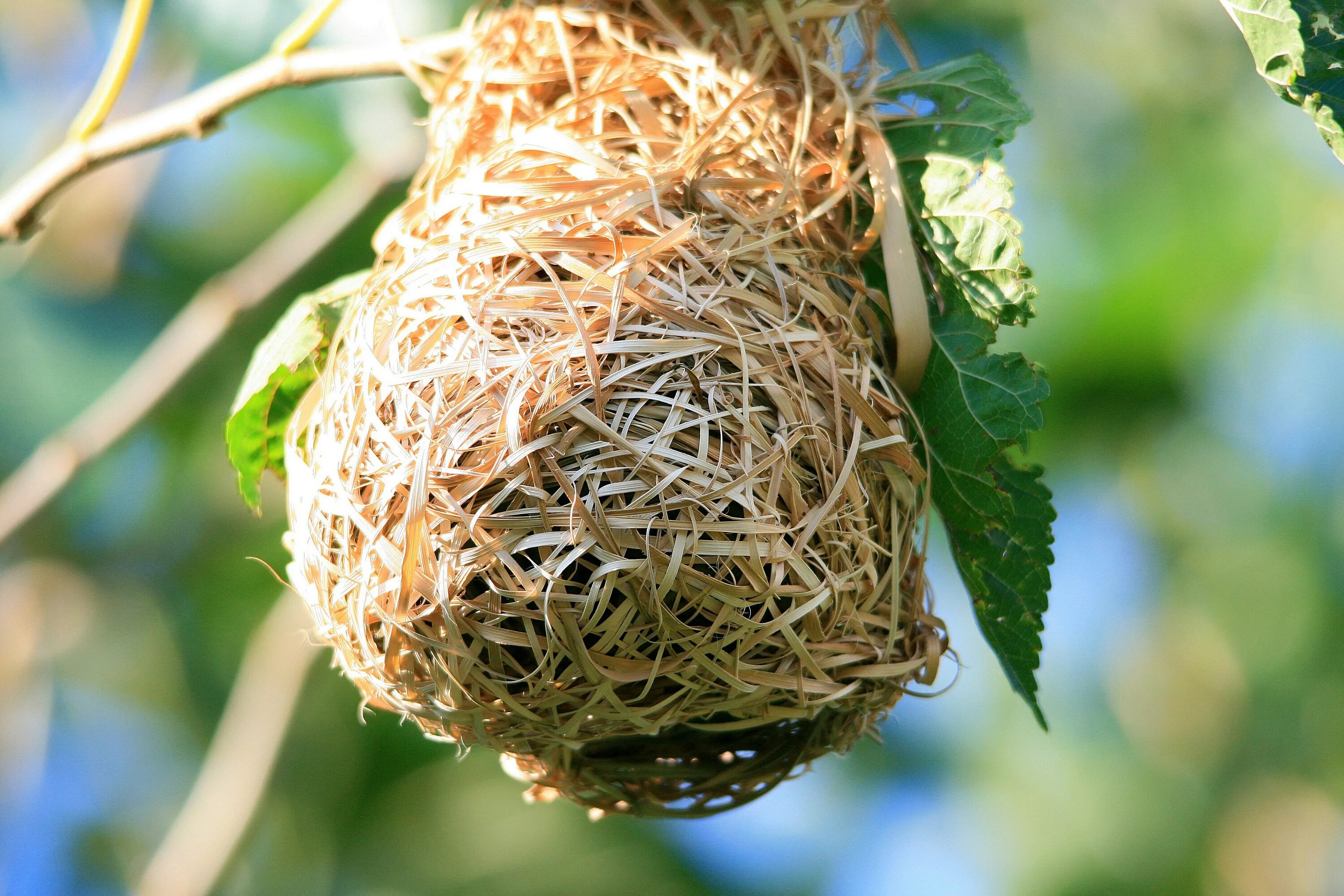 Plant nest. Гнездо гнездиться гнездовье гнездовой. Гнездо касиков. Bird Nest цветок. Шаровидное гнездо.