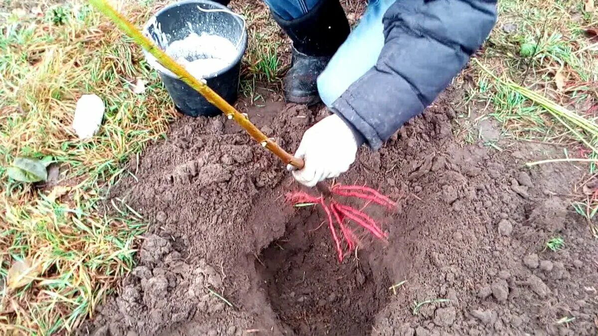 Посадка саженцев черноплодной рябины осенью. Посадка саженцев персика. Посадка саженца персика. Посадка саженцев персика весной. Можно ли сажать рябину