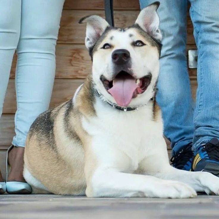 Хаски скрещенная. Смесь бульдога и хаски. Помесь хаски и французского бульдога. Хаски и французский бульдог дружба. Хаски и бульдог.