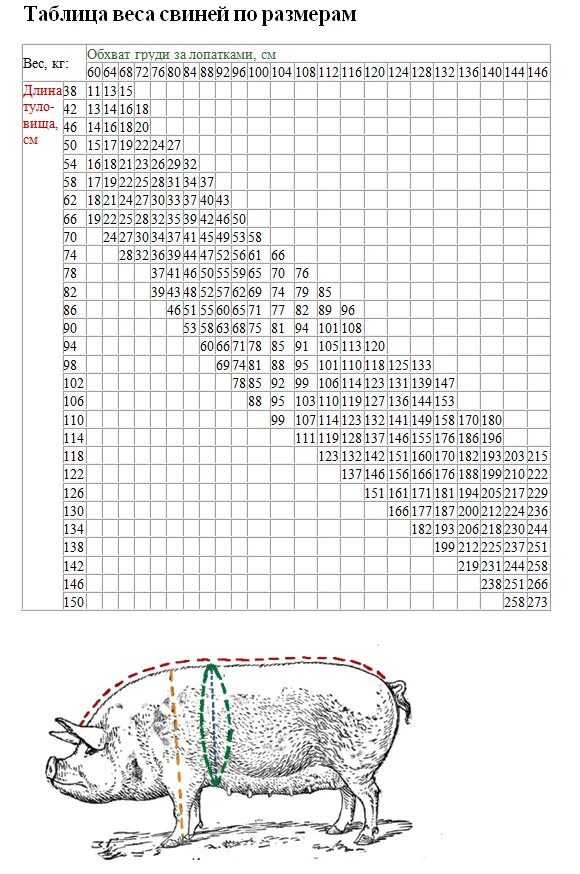 Таблица измерения живого веса поросят. Таблица измерения веса поросят дюрок. Таблица для определения веса поросят. Таблица для взвешивания свиней без весов.