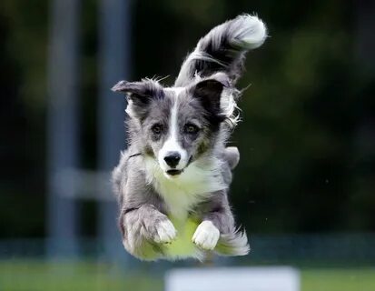 Flying dogs